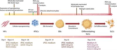 A Human Gonadal Cell Model From Induced Pluripotent Stem Cells